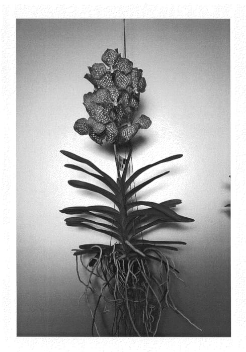 Figure 1 of US plant patent PP24988, the photograph of SPCDW1110 printed in the patent.