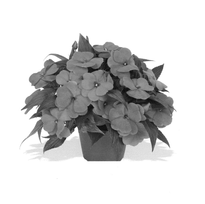 Figure 1 of US plant patent PP24989, the photograph of Duemaghopi printed in the patent.