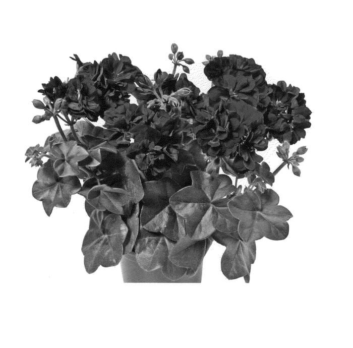 Figure 1 of US plant patent PP24990, the photograph of Duegbofbu printed in the patent.