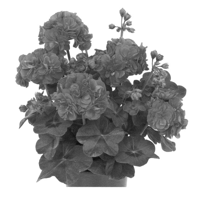 Figure 1 of US plant patent PP24991, the photograph of Duegbofder printed in the patent.