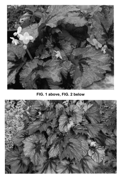 Figure 1 of US plant patent PP24992, the photograph of Ruby Slippers printed in the patent.