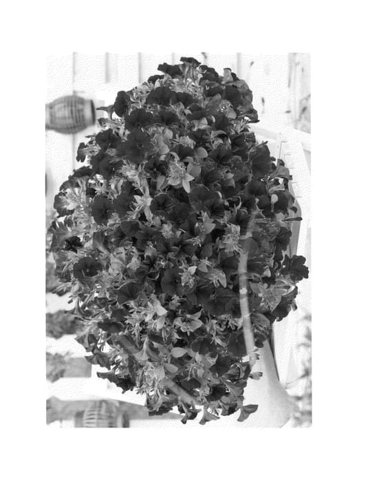 Figure 1 of US plant patent PP24993, the photograph of Duesurminibu printed in the patent.