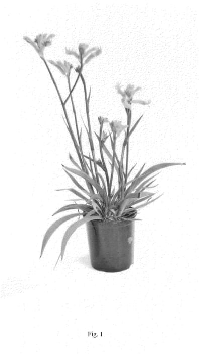 Figure 1 of US plant patent PP24995, the photograph of Rambotasy printed in the patent.