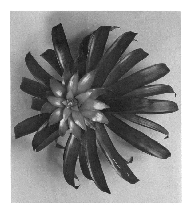 Figure 1 of US plant patent PP24996, the photograph of DURAREV printed in the patent.
