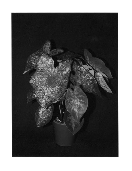 Figure 1 of US plant patent PP24997, the photograph of Fireworks printed in the patent.