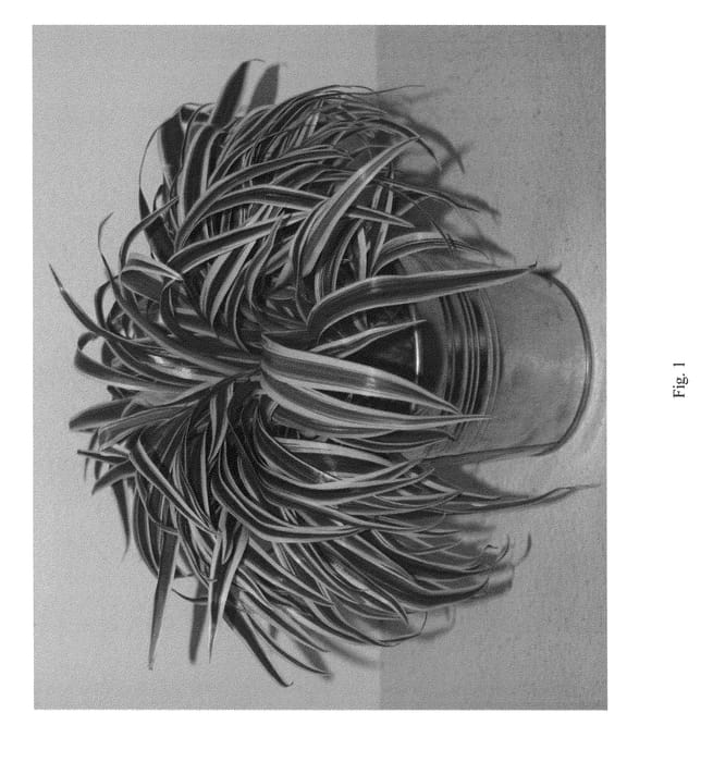 Figure 1 of US plant patent PP24998, the photograph of CH8104 printed in the patent.
