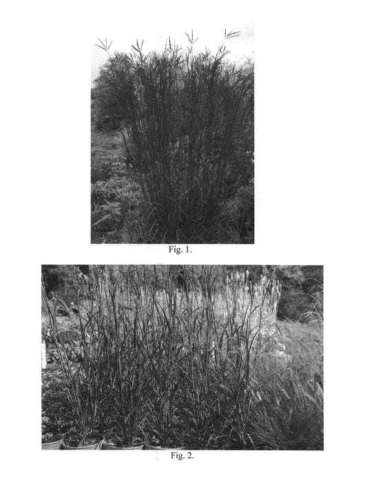 Figure 1 of US plant patent PP24999, the photograph of Indian Warrior printed in the patent.