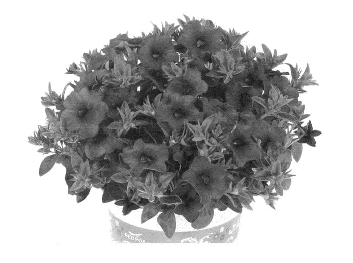Figure 1 of US plant patent PP25000, the photograph of Duealkodalav printed in the patent.