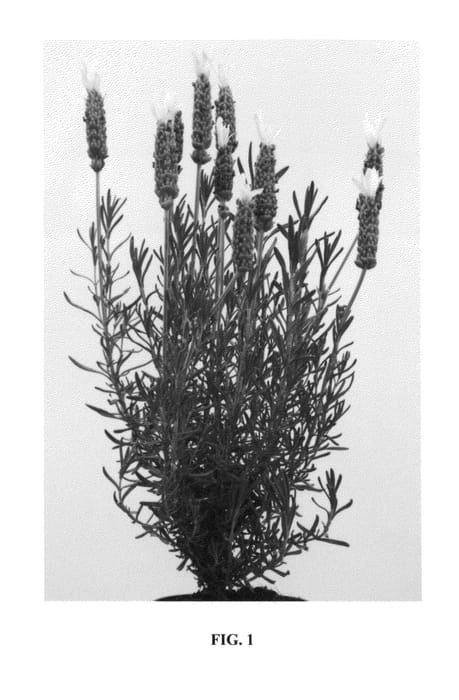 Figure 1 of US plant patent PP25001, the photograph of Wijs02 printed in the patent.
