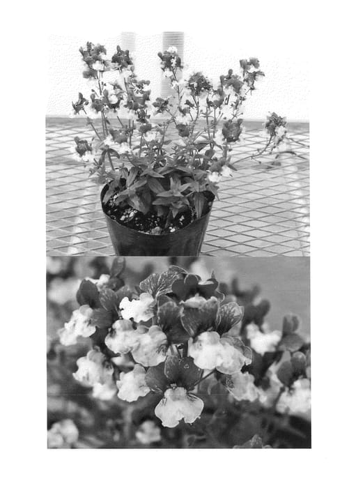 Figure 1 of US plant patent PP25002, the photograph of Sunjonbusp printed in the patent.