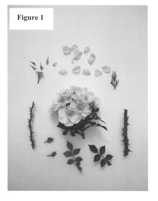 Figure 1 of US plant patent PP25003, the photograph of Poultc013 printed in the patent.