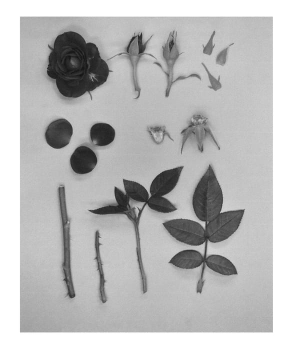 Figure 1 of US plant patent PP25004, the photograph of KORpot028 printed in the patent.