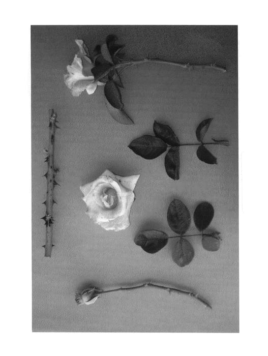Figure 1 of US plant patent PP25005, the photograph of MOJAVE SUNSET printed in the patent.