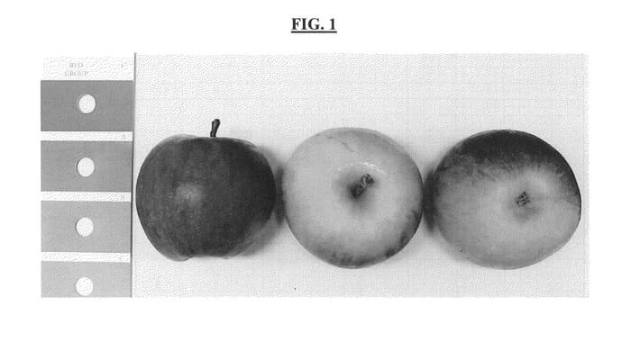 Figure 1 of US plant patent PP25006, the photograph of Imara printed in the patent.