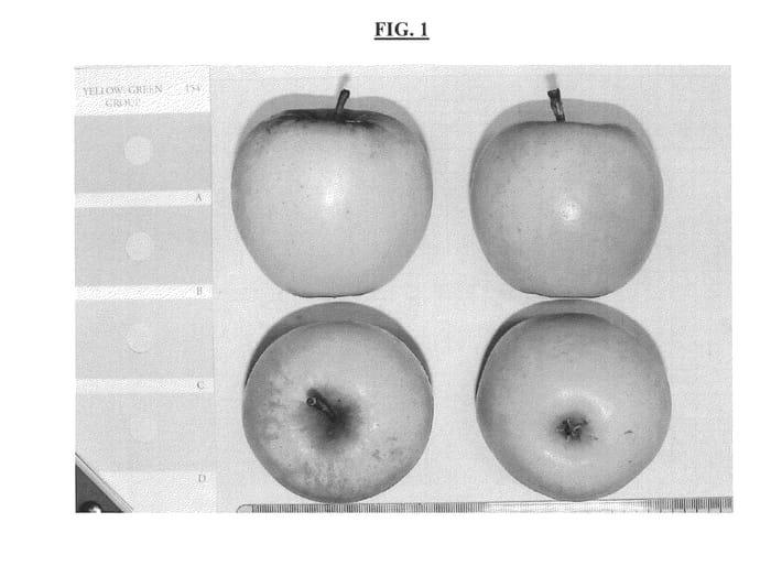 Figure 1 of US plant patent PP25007, the photograph of ASFARI printed in the patent.