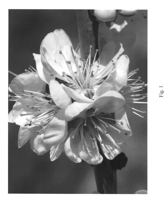 Figure 1 of US plant patent PP25008, the photograph of Aprimed printed in the patent.