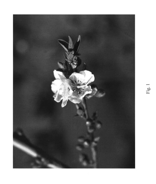 Figure 1 of US plant patent PP25009, the photograph of Apridwarf printed in the patent.