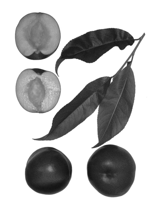 Figure 1 of US plant patent PP25010, the photograph of Amber Fire printed in the patent.