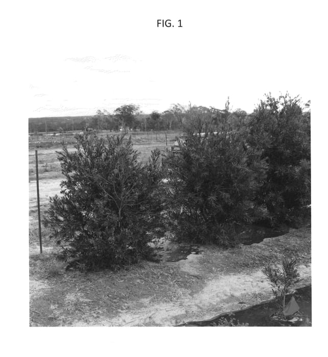 Figure 1 of US plant patent PP25011, the photograph of LC01 printed in the patent.