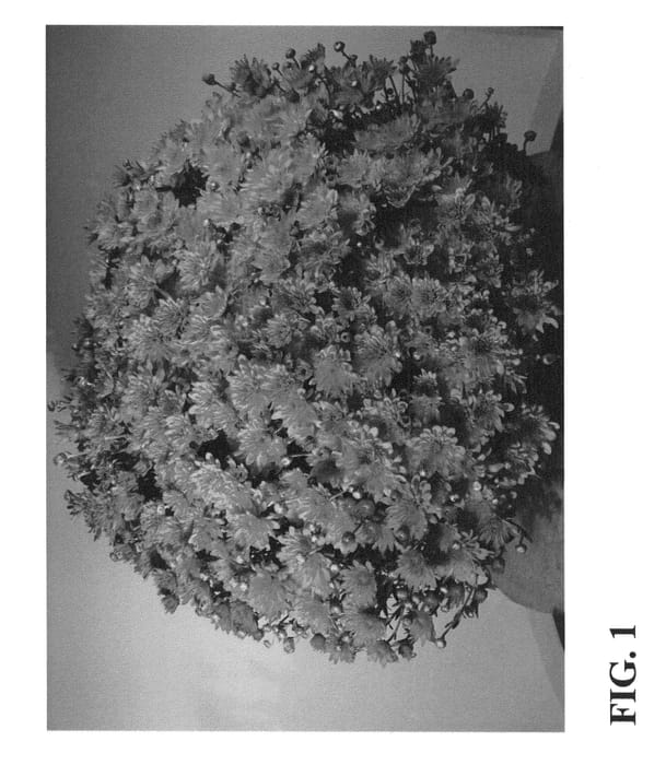 Figure 1 of US plant patent PP25012, the photograph of Zanmufrenzy printed in the patent.