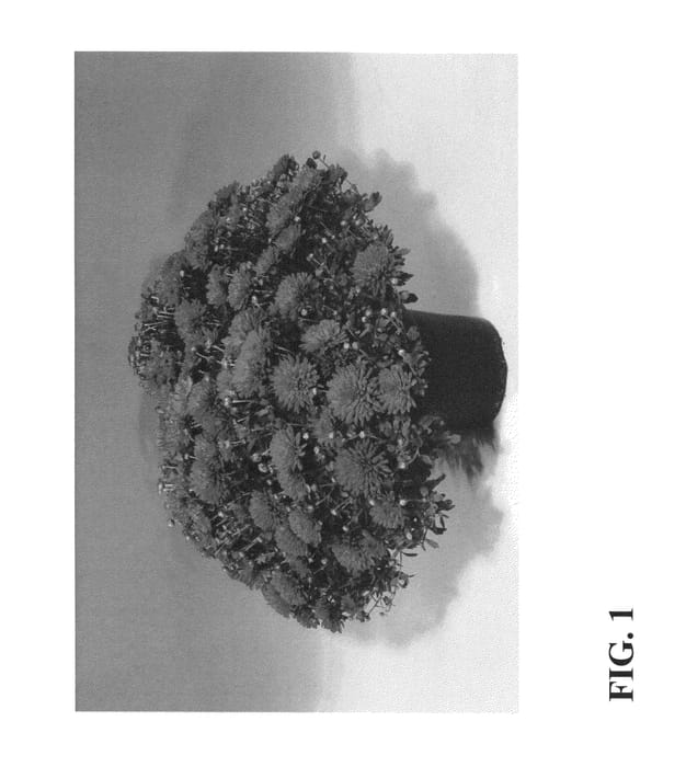 Figure 1 of US plant patent PP25013, the photograph of Zanmuradiant printed in the patent.