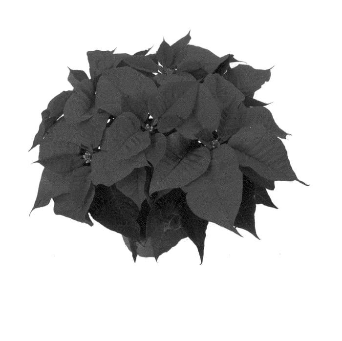 Figure 1 of US plant patent PP25014, the photograph of Dueouvert printed in the patent.