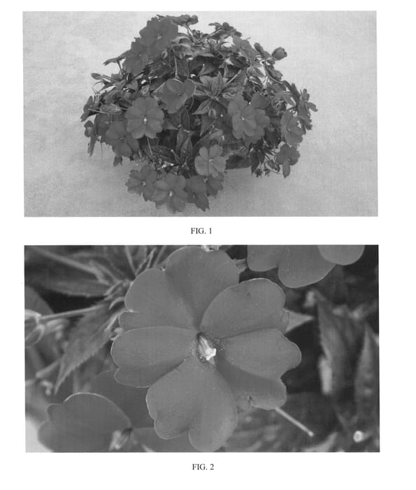 Figure 1 of US plant patent PP25015, the photograph of SAKIMP030 printed in the patent.