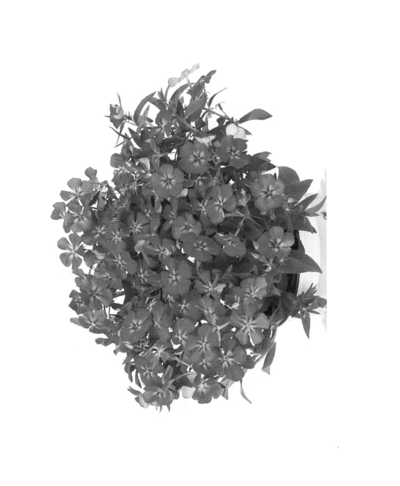 Figure 1 of US plant patent PP25016, the photograph of Duephlohopi printed in the patent.