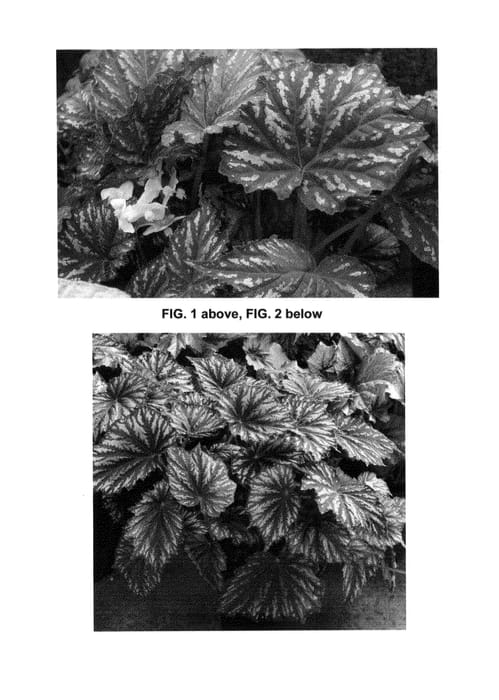 Figure 1 of US plant patent PP25017, the photograph of Painter's Palette printed in the patent.