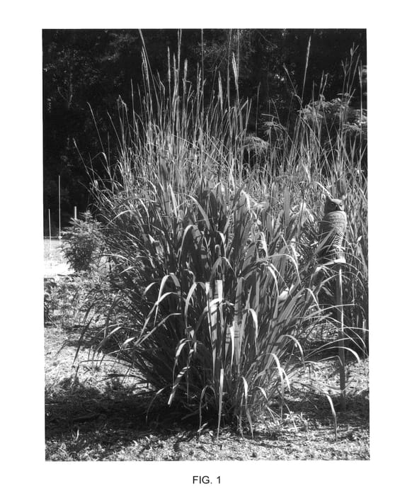 Figure 1 of US plant patent PP25018, the photograph of Eagle Point Devil Corn printed in the patent.