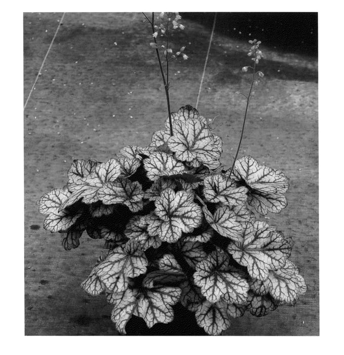 Figure 1 of US plant patent PP25019, the photograph of Glitter printed in the patent.