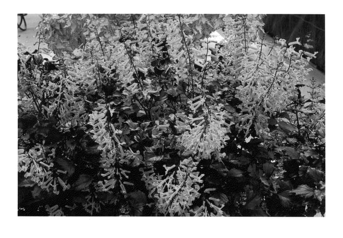 Figure 1 of US plant patent PP25020, the photograph of Velvet Elvis printed in the patent.