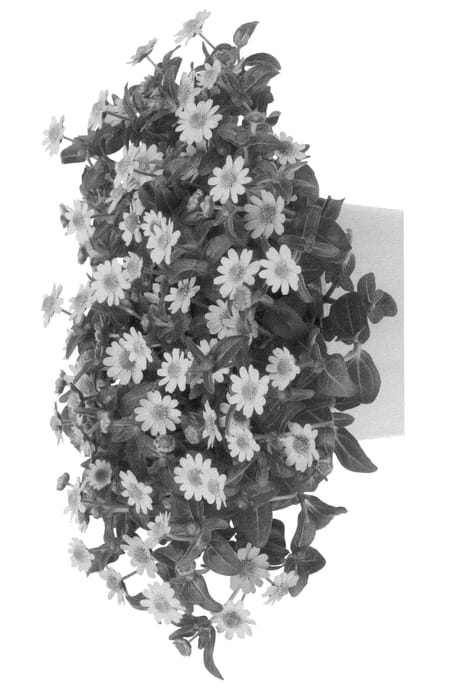 Figure 1 of US plant patent PP25021, the photograph of Duesantogo printed in the patent.
