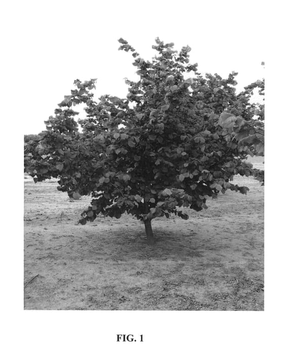 Figure 1 of US plant patent PP25022, the photograph of Dorris printed in the patent.