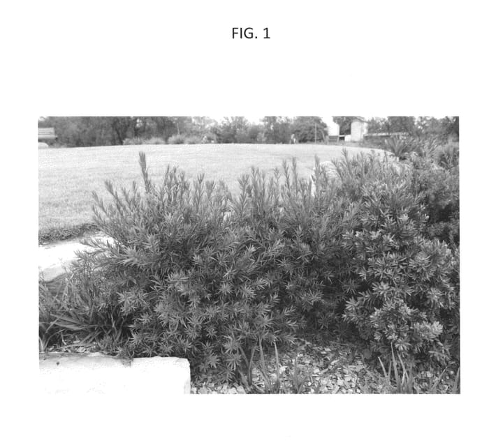 Figure 1 of US plant patent PP25023, the photograph of CC19 printed in the patent.