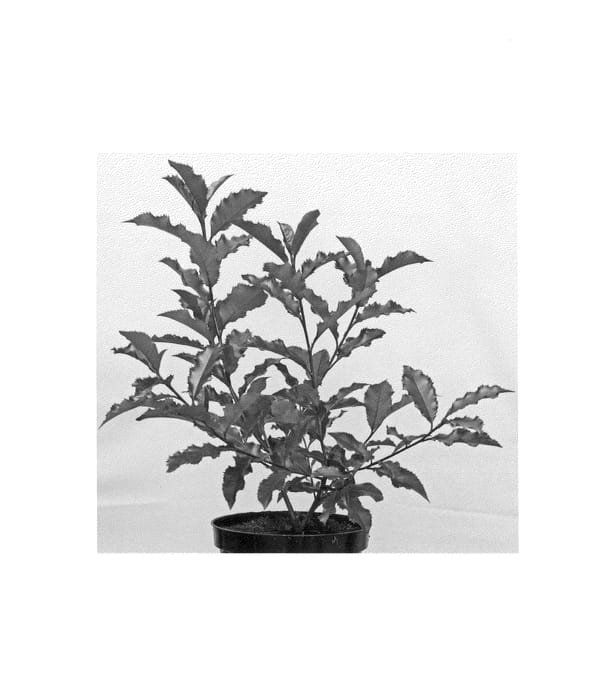Figure 1 of US plant patent PP25024, the photograph of Kolmavoca printed in the patent.
