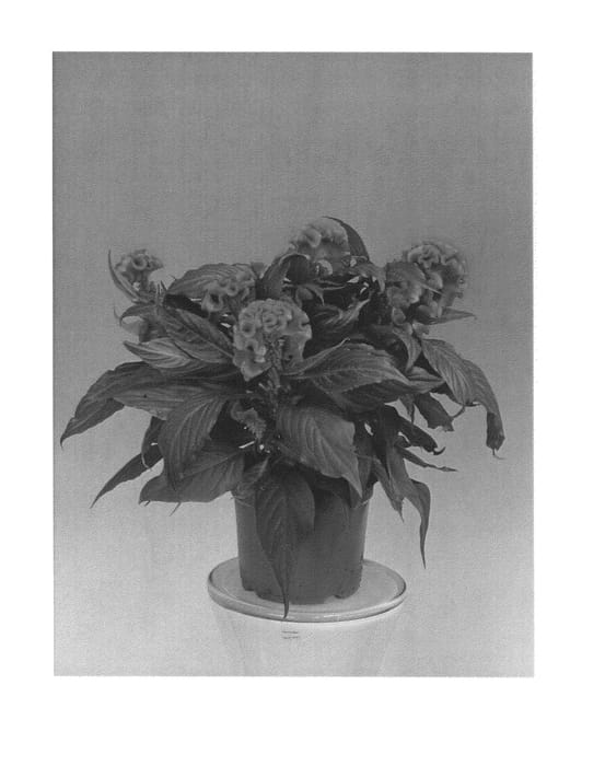 Figure 1 of US plant patent PP25025, the photograph of Zancetopicrose printed in the patent.