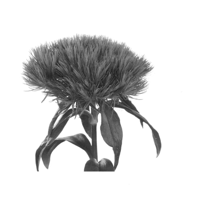 Figure 1 of US plant patent PP25026, the photograph of Breagreen printed in the patent.