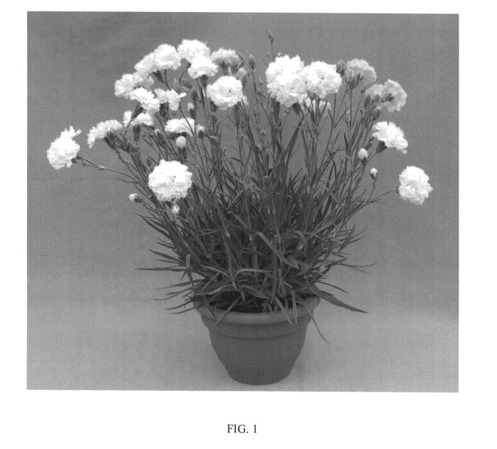 Figure 1 of US plant patent PP25027, the photograph of WP11 GWE04 printed in the patent.