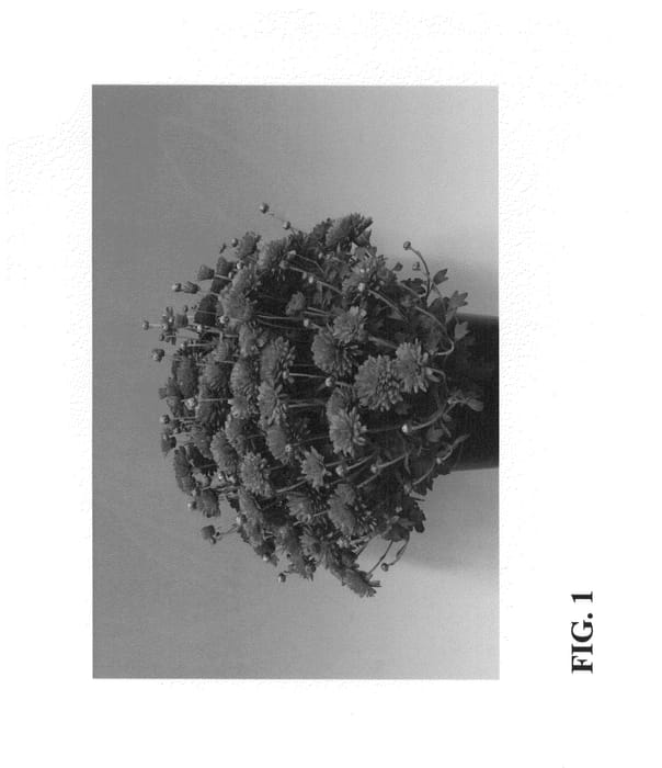 Figure 1 of US plant patent PP25028, the photograph of Zanmuflaminneon printed in the patent.