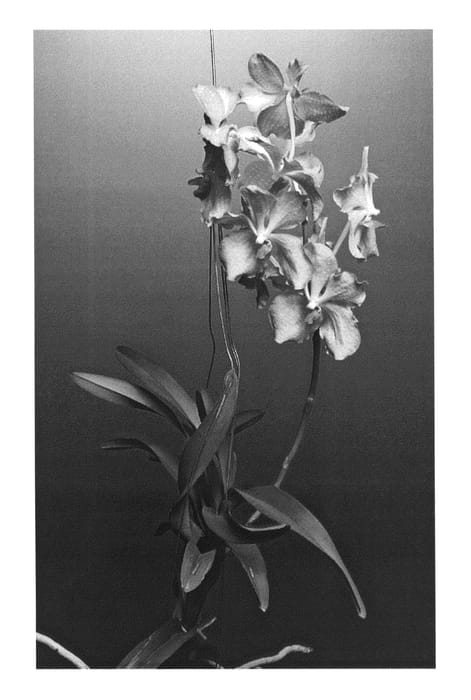 Figure 1 of US plant patent PP25029, the photograph of SPCDW1103 printed in the patent.