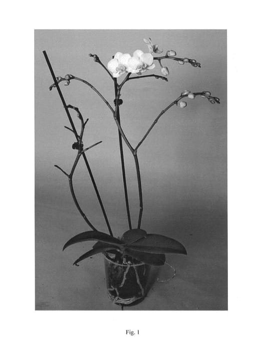 Figure 1 of US plant patent PP25030, the photograph of SUPHAL1309 printed in the patent.