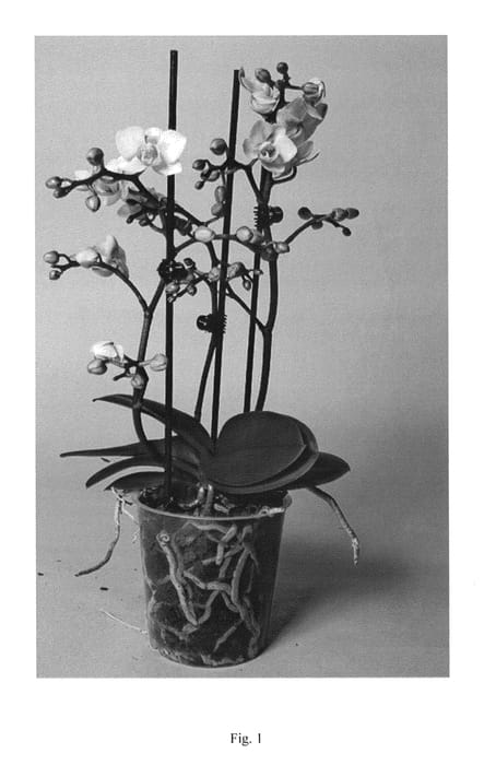 Figure 1 of US plant patent PP25031, the photograph of SUPHAL1307 printed in the patent.