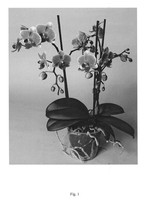 Figure 1 of US plant patent PP25032, the photograph of SUPHAL1308 printed in the patent.