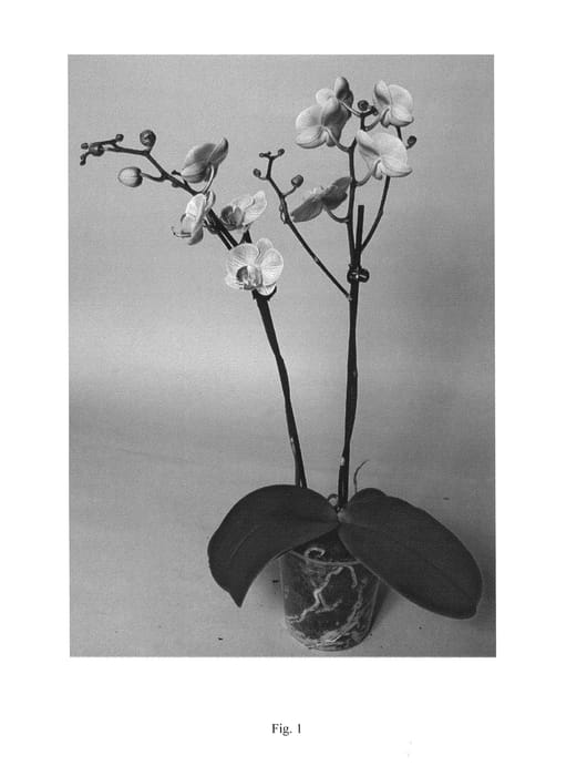 Figure 1 of US plant patent PP25033, the photograph of SUPHAL1311 printed in the patent.