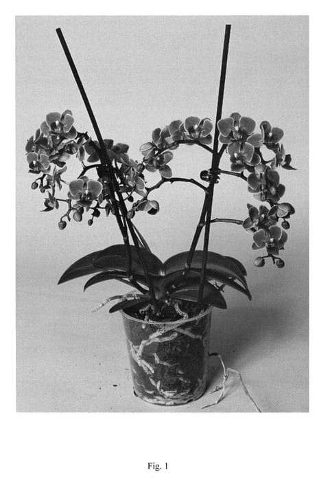 Figure 1 of US plant patent PP25034, the photograph of SUPHAL1305 printed in the patent.