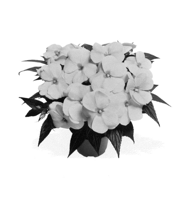 Figure 1 of US plant patent PP25035, the photograph of Duemagpin printed in the patent.