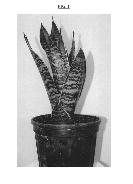 Figure 1 of US plant patent PP25036, the photograph of Tyler printed in the patent.