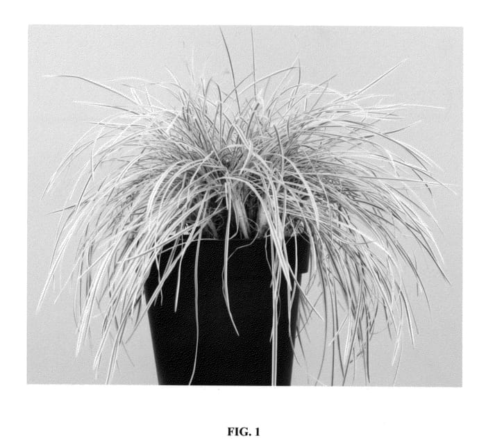 Figure 1 of US plant patent PP25037, the photograph of Cornish Blue printed in the patent.
