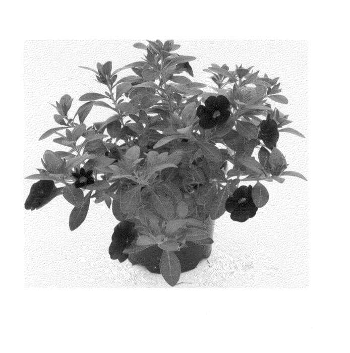 Figure 1 of US plant patent PP25038, the photograph of Duealminipu printed in the patent.